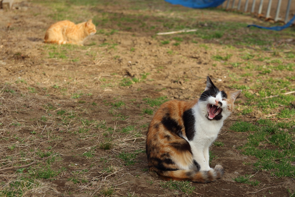三毛猫 あ〜