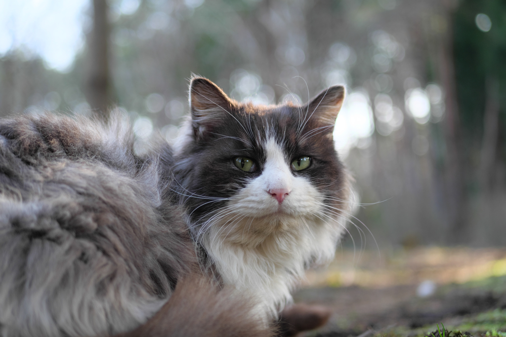 白黒猫