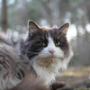 白黒猫