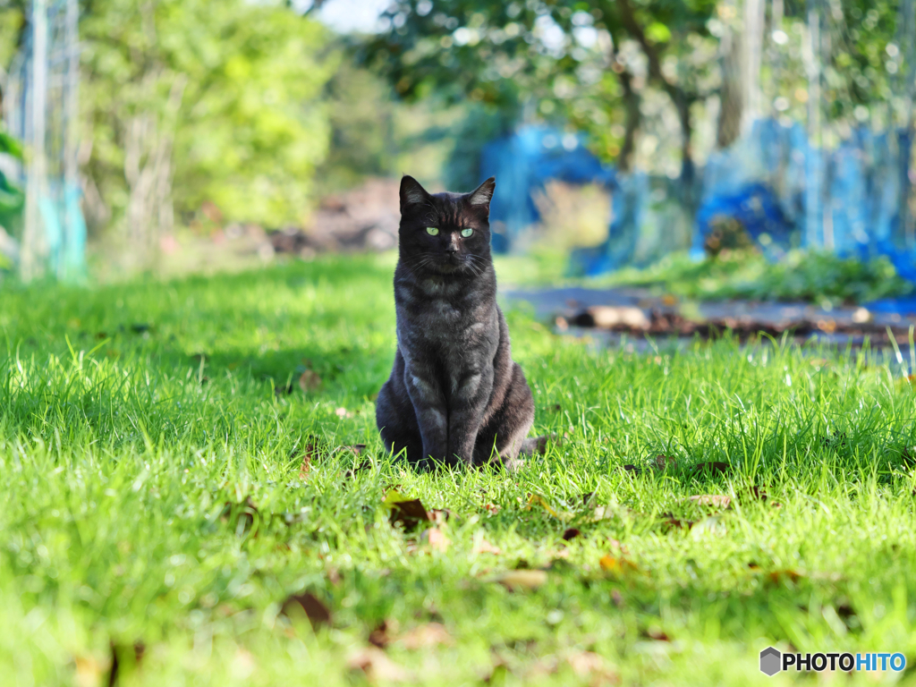 黒猫