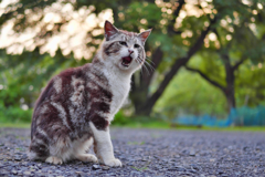 キジトラ白猫