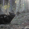 白黒猫