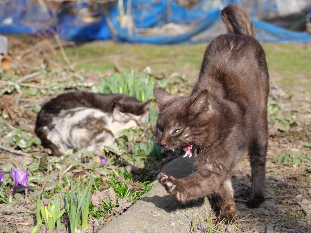 黒猫