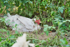 ♀鶏　トマト畑