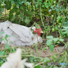 ♀鶏　トマト畑