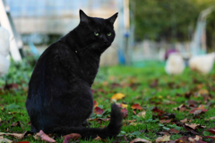 黒猫