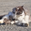 白黒ねこ