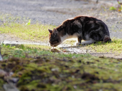 キジトラ猫