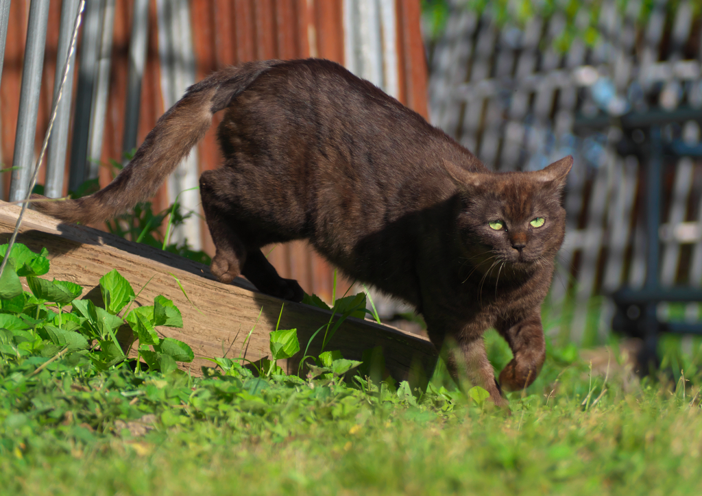 黒猫
