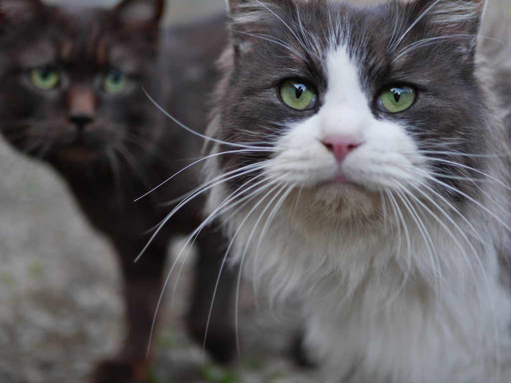 白黒猫 黒猫