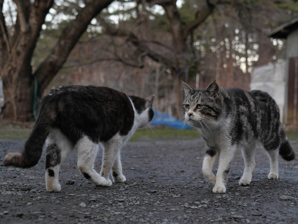 にゃんこ交差