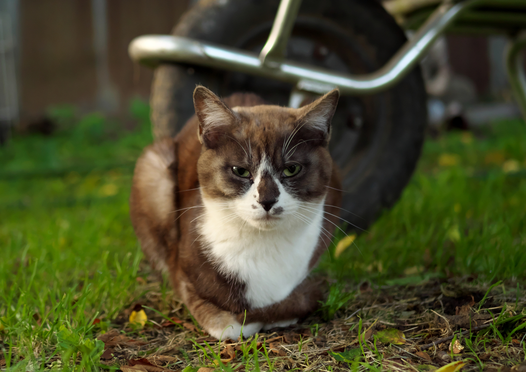 白黒猫