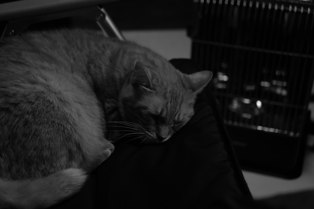 モノクローム キャット