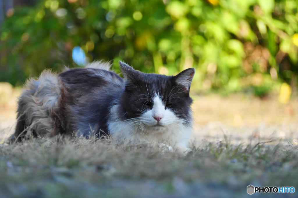 黒白ねこ
