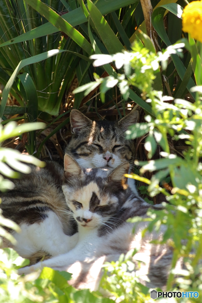 三毛猫 キジトラ白猫