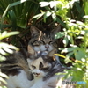 三毛猫 キジトラ白猫