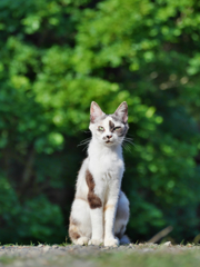 三毛猫