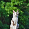 三毛猫