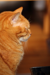 茶とら猫