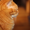 茶とら猫