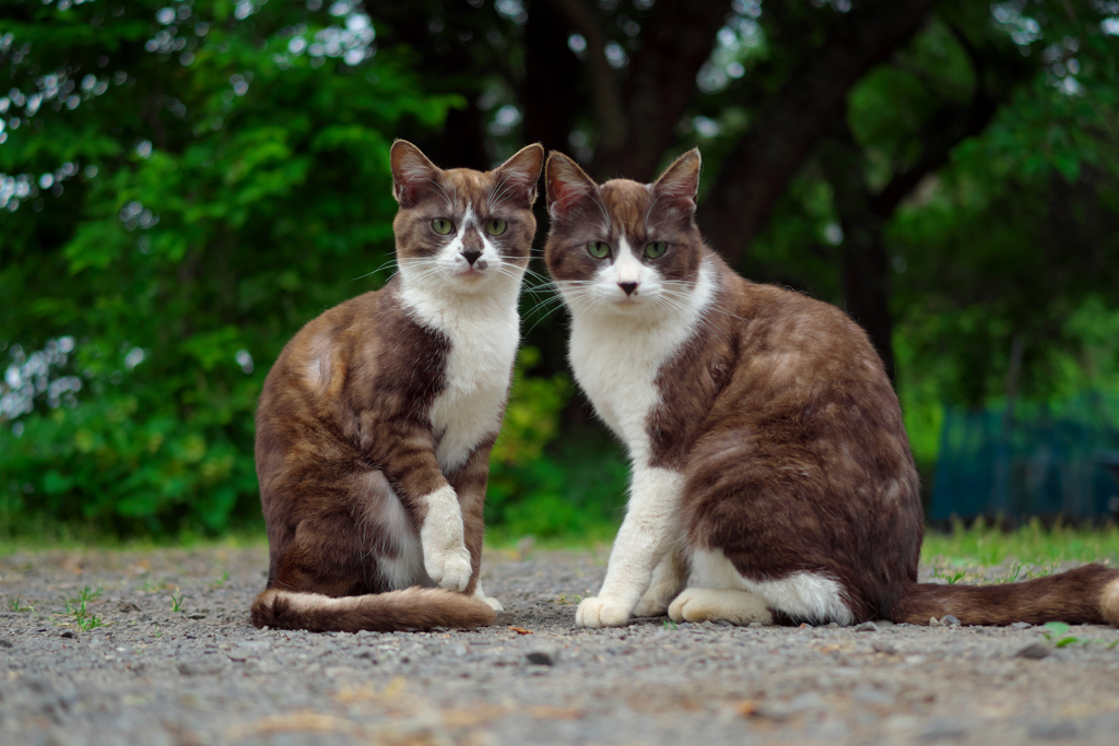 白黒猫