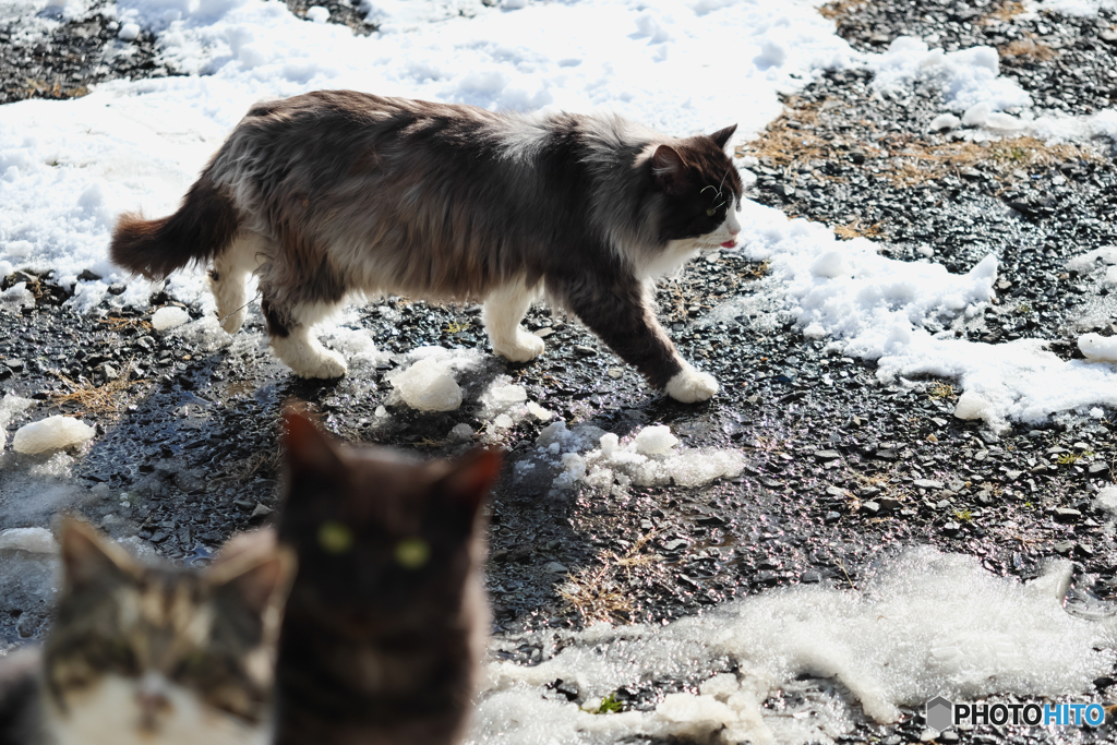雪とニャンズ