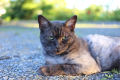 黒猫