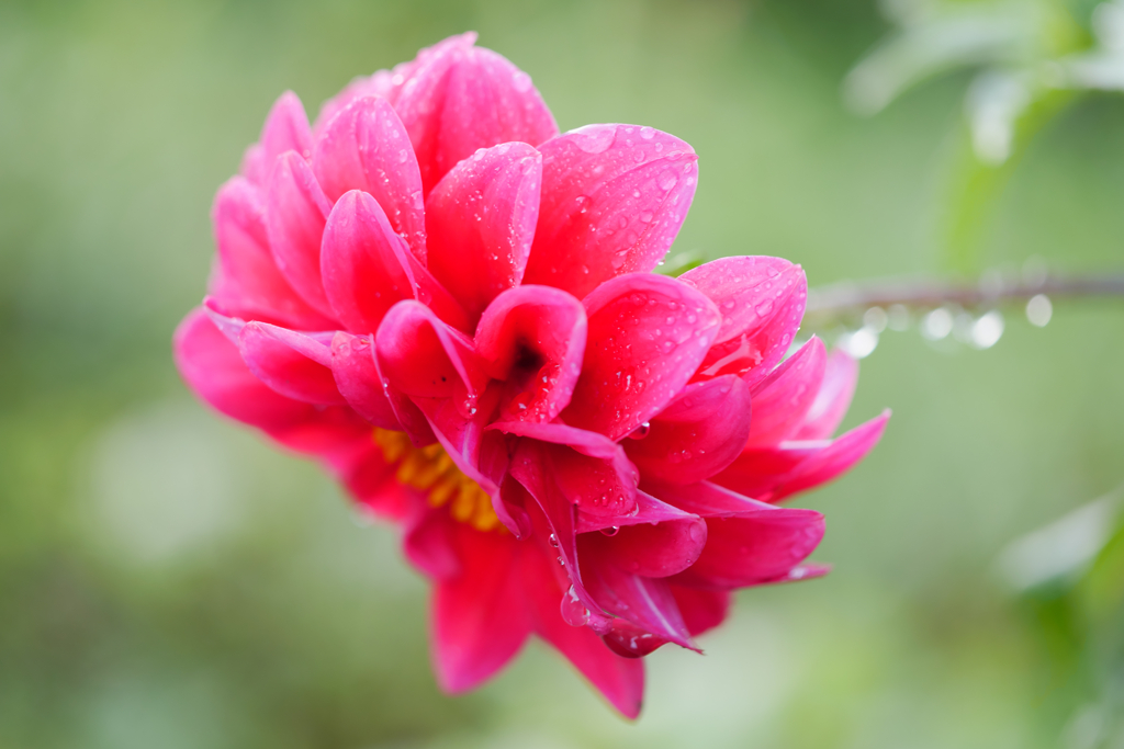赤い花と雫