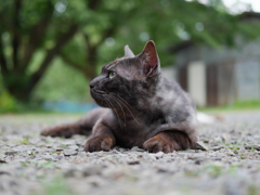 黒猫
