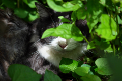 黒白ねこ 目隠し