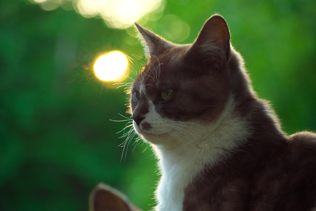 白黒猫