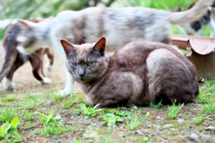 黒猫