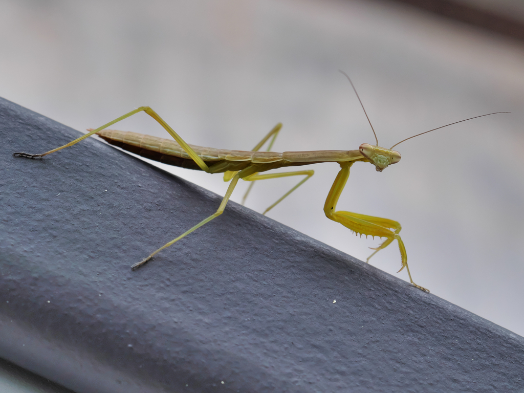 カマキリ