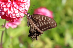 アゲハチョウ