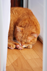 茶とら猫