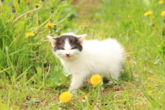 白黒猫