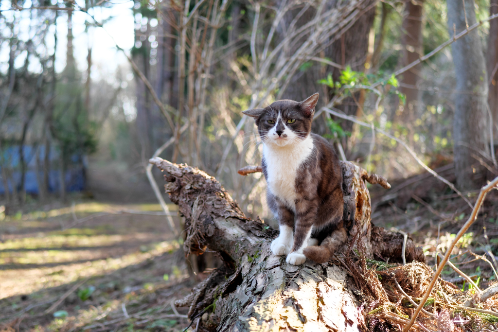 白黒猫 森
