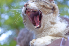 キジトラ