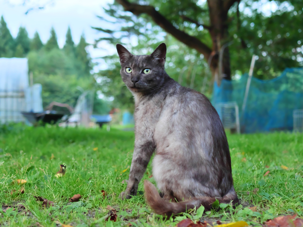 黒猫