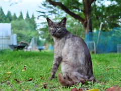 黒猫