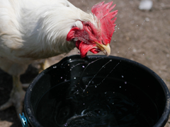 雄鶏びちょる