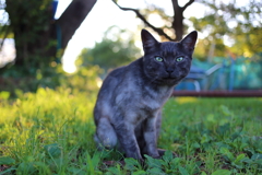 黒猫