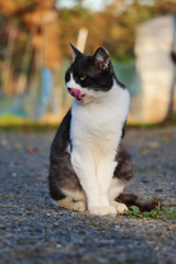 黒白ねこ