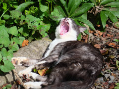黒白ねこ
