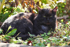 黒猫