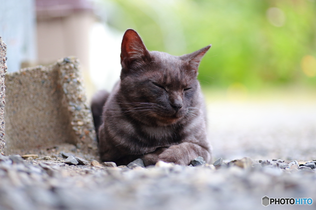 黒猫