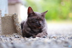 黒猫