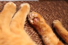肉球