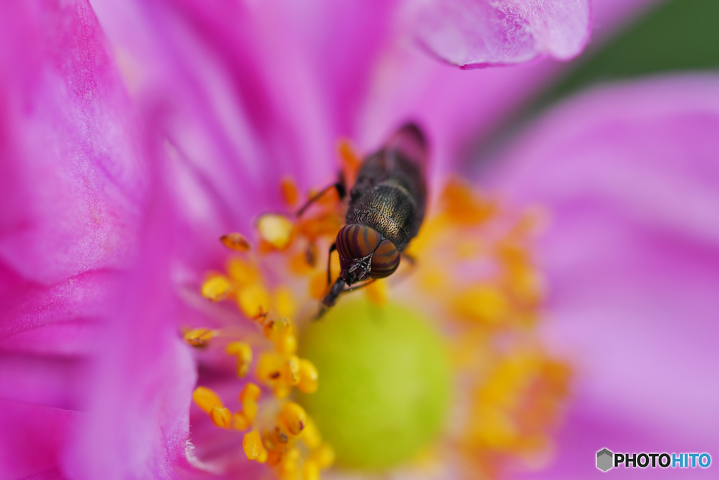 花と昆虫