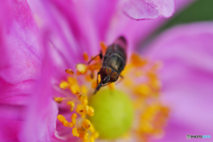 花と昆虫